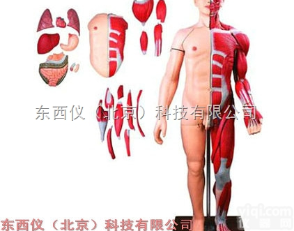 wi698  wi698人体全身层次<em>解剖</em>附<em>内脏</em>模型（玻璃钢）