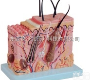 中型皮肤<em>放大</em><em>模型</em>  中型皮肤<em>放大</em><em>模型</em>