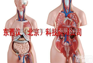 wi623  wi623男、女<em>两性</em>人体<em>半身</em><em>躯干</em>模型（85cm/23件）