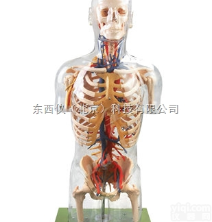 wi601  <em>透明</em>半身<em>躯干</em>附血管神经<em>模型</em>