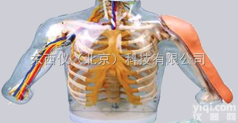 wi489  wi489高级<em>上臂</em>肌肉<em>注射</em>及对比模型（带检测<em>警示</em>系统）