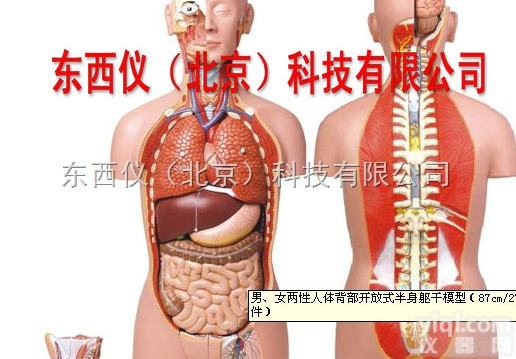 wi474  男、女<em>两性</em>人体背部开放式<em>半身</em><em>躯干</em>模型（87cm/27件）