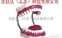 wi293  wi293牙<em>护理</em>保健模型（28颗牙）（<em>放大</em>5倍