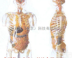 wi257  wi257 透明半身<em>躯干</em>附<em>内脏</em><em>模型</em>