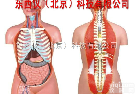 wi256  wi256 无性人体<em>半身</em><em>躯干</em>模型（50cm/12件）