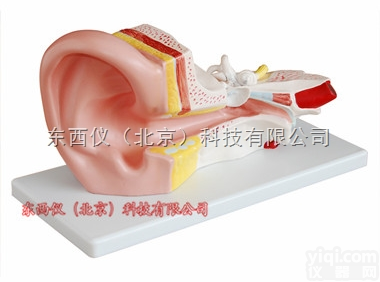 wi213  wi213 <em>中耳</em><em>解剖</em>模型