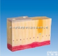 单层<em>柱状</em><em>上皮组织</em>模型