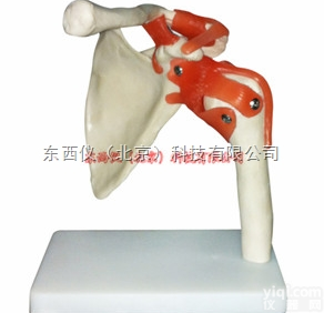 自然大<em>肩关节</em>模型  wi80自然大<em>肩关节</em>模型