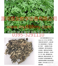 <em>挂图</em>  供应教学<em>挂图</em>-图为艾叶教学<em>挂图</em>