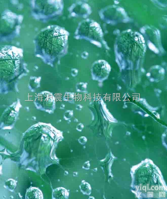 人<em>卵巢</em><em>癌细胞</em>（耐药） <em>SKOV3</em>/DDP细胞