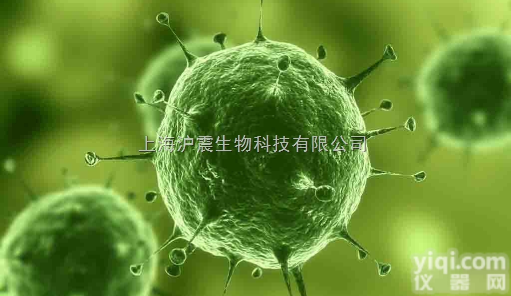 人<em>巨细胞</em>性<em>肺癌</em>细胞 801-D细胞