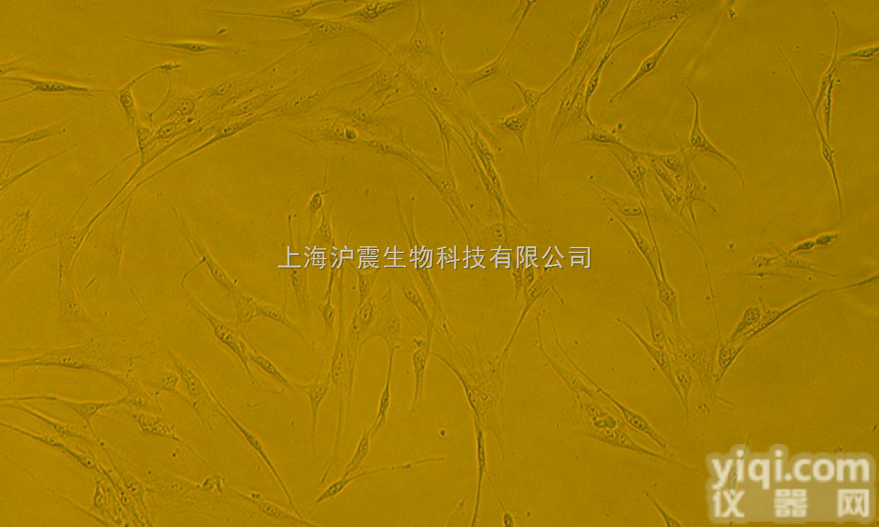 人<em>结肠癌</em><em>转基因</em><em>细胞</em> RKO-AS45-1<em>细胞</em>