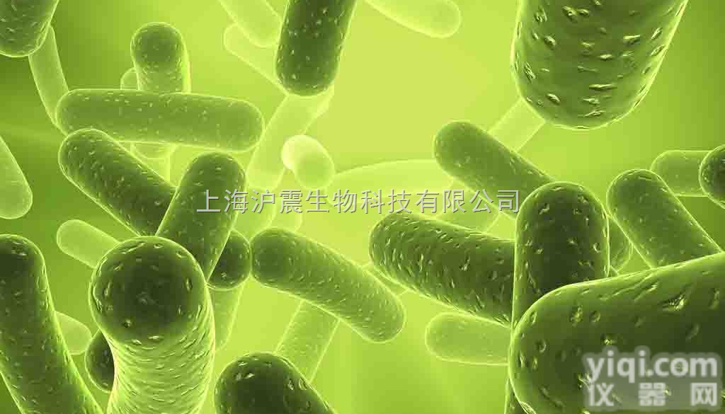 人Ph+急淋白血病<em>细胞</em>系 <em>SUP</em>-B15<em>细胞</em>