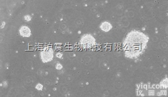 人男性正常<em>龟头</em><em>细胞系</em> HS68细胞