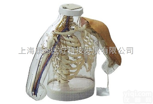 NM2136  <em>上臂</em>肌肉<em>注射</em>及对比模型（带检测<em>警示</em>系统）