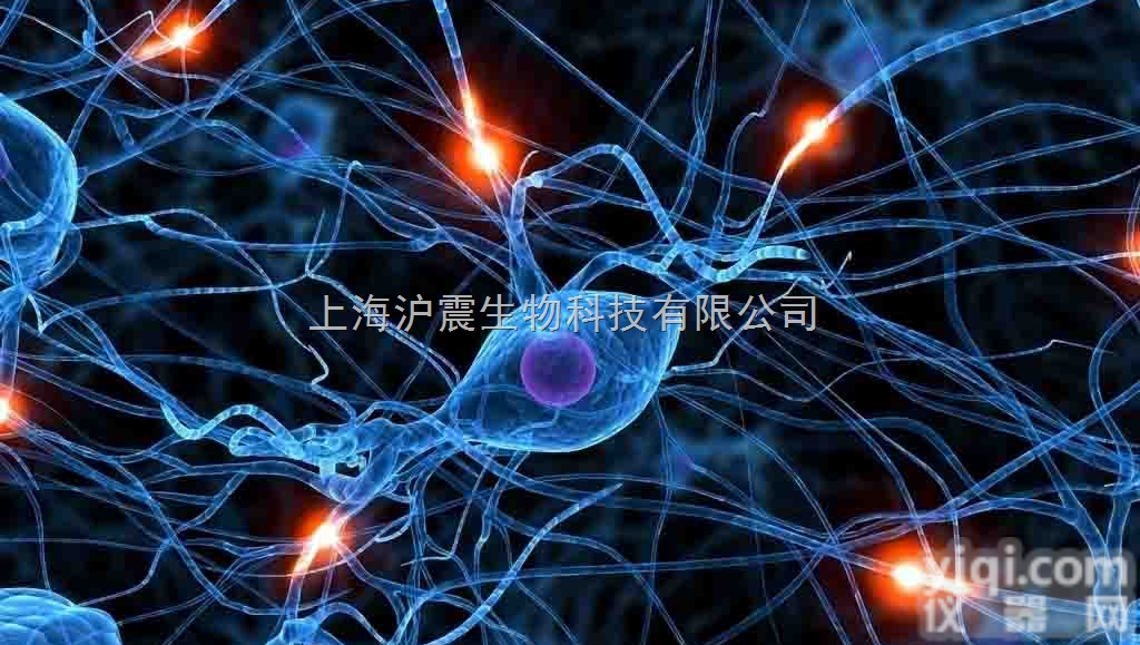 甲状<em>腺癌</em><em>细胞</em>（未<em>分化</em> ）ARO<em>细胞</em>