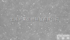 大鼠<em>骨骼肌</em><em>成肌</em><em>细胞</em> L6<em>细胞</em>