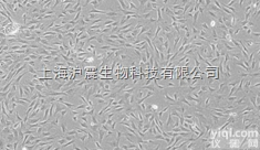 表达SV40T抗<em>原人</em>胚肾<em>上皮</em><em>细胞</em> 293FT<em>细胞</em>