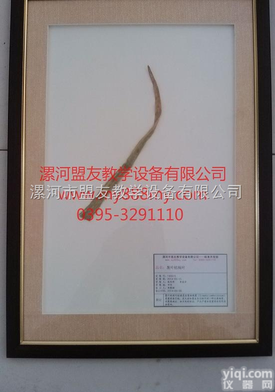 腊叶标本  植物腊叶标本-图为葱<em>叶枯病</em>叶腊叶标本