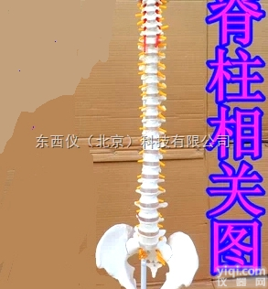 wi80808  wi80808 <em>经典活动</em><em>脊柱</em><em>模型</em>