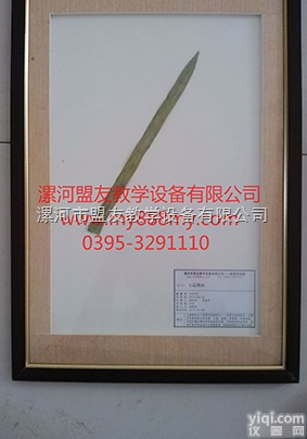 腊叶标本  <em>植物腊叶标本</em>-图为大蒜锈病腊叶标本