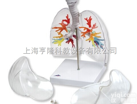 新CT<em>支气管</em>带咽喉和透明<em>肺叶</em>