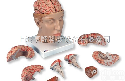 新豪华型脑<em>模型</em>带颅底<em>动脉</em>，8部分