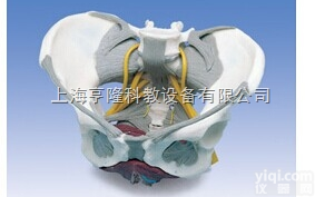 新带<em>韧带</em>、神经和底肌的女性<em>骨盆</em><em>模型</em>