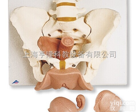 新女性<em>骨盆</em>带<em>生殖</em><em>器官</em>模型