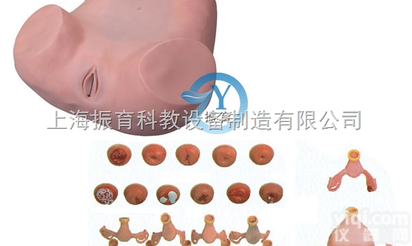 ZY-F30S  妇科<em>助产</em>检查<em>训练</em><em>模型</em>模具