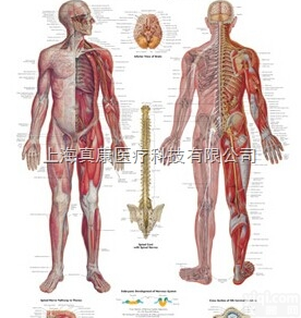 新Nervous System