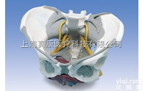 新带<em>韧带</em>、神经和底肌的女性<em>骨盆</em><em>模型</em>