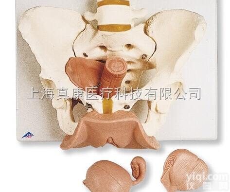 新女性<em>骨盆</em>带<em>生殖</em><em>器官</em>模型