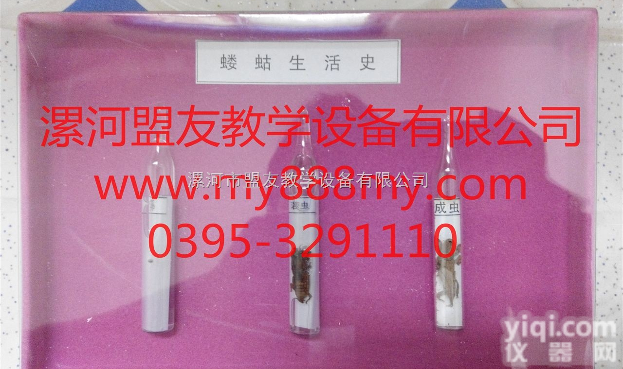 <em>生活史</em><em>标本</em>  <em>生活史</em><em>标本</em>-图为蝼蛄<em>生活史</em>