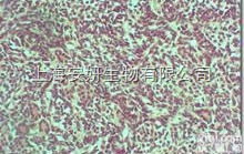 小鼠<em>神经细胞</em>瘤/大鼠神经胶质细胞瘤杂交瘤细胞，NG108-15细胞