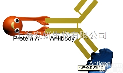Anti-SARS S-protein<em>抗体</em>，抗<em>冠状</em>病毒表面S<em>蛋白</em><em>抗体</em>