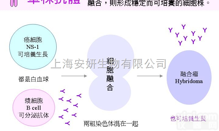 Anti-STK39<em>抗体</em>，<em>丝氨酸</em>/<em>苏氨酸</em>蛋白激酶39<em>抗体</em>
