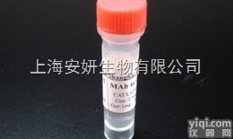 Anti-SPAG6<em>抗体</em>，<em>精子</em>相关<em>抗原</em>6<em>抗体</em>