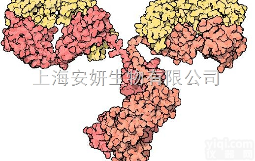 Anti-RINT1<em>抗体</em>，胞膜间<em>内质网</em>调节<em>蛋白</em>1<em>抗体</em>