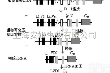 Anti-<em>RAB10</em><em>抗体</em>，G<em>蛋白</em>结合<em>蛋白</em><em>RAB10</em><em>抗体</em>