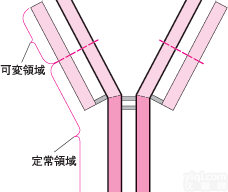 Anti-LRPAP1<em>抗体</em>，<em>脂蛋白</em>受体相关蛋白/低密度<em>脂蛋白</em>相关蛋白的...