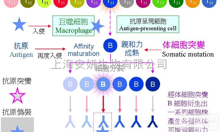 Anti-Marijuana（2B1）抗体，小鼠<em>抗大</em>*ma<em>单克隆</em>抗体