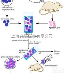 Anti-EXOSC10<em>抗体</em>，多发性肌炎/<em>硬皮病</em>自身抗原2<em>抗体</em>