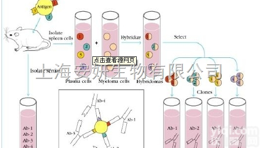 Anti-ESX1抗体，<em>胚胎</em>外<em>精子</em>同源蛋白1抗体