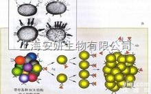 Anti-CECR1<em>抗体</em>，<em>猫眼</em>综合征<em>染色体</em>候选基因1<em>抗体</em>