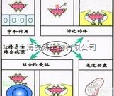 <em>Anti-CDX1抗体，尾侧型同源转录因子1抗体</em>