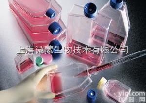 <em>NIH3T3 细胞,小鼠胚胎细胞</em>