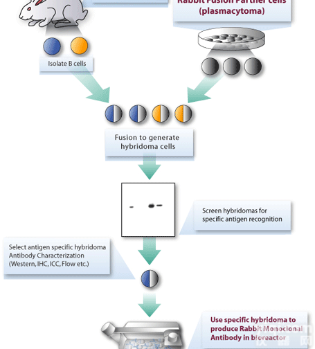 Anti-EGFL7<em>抗体</em>，类<em>表皮</em>生长因<em>子域</em>7<em>抗体</em>