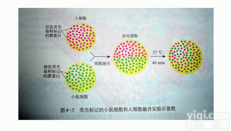 <em>染色体区域稳定蛋白/核输出蛋白1/染色体区域稳定必需蛋白抗体</em>