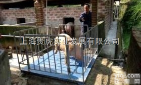 GH-SCS  不锈钢<em>牲畜</em><em>地磅</em>，<em>畜牧</em><em>地磅</em>
